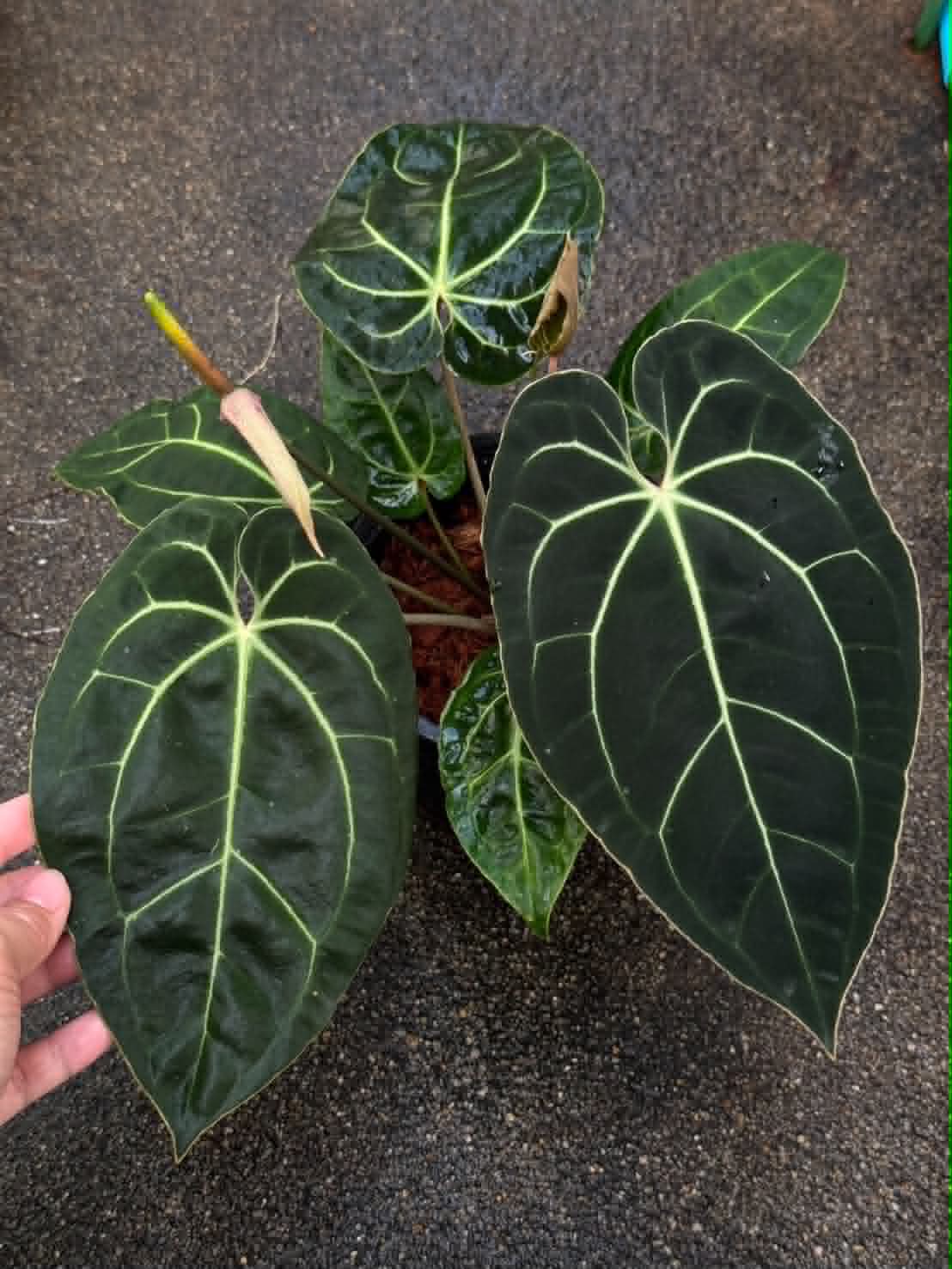 Anthurium Carlablackiae x Red Crys SKG