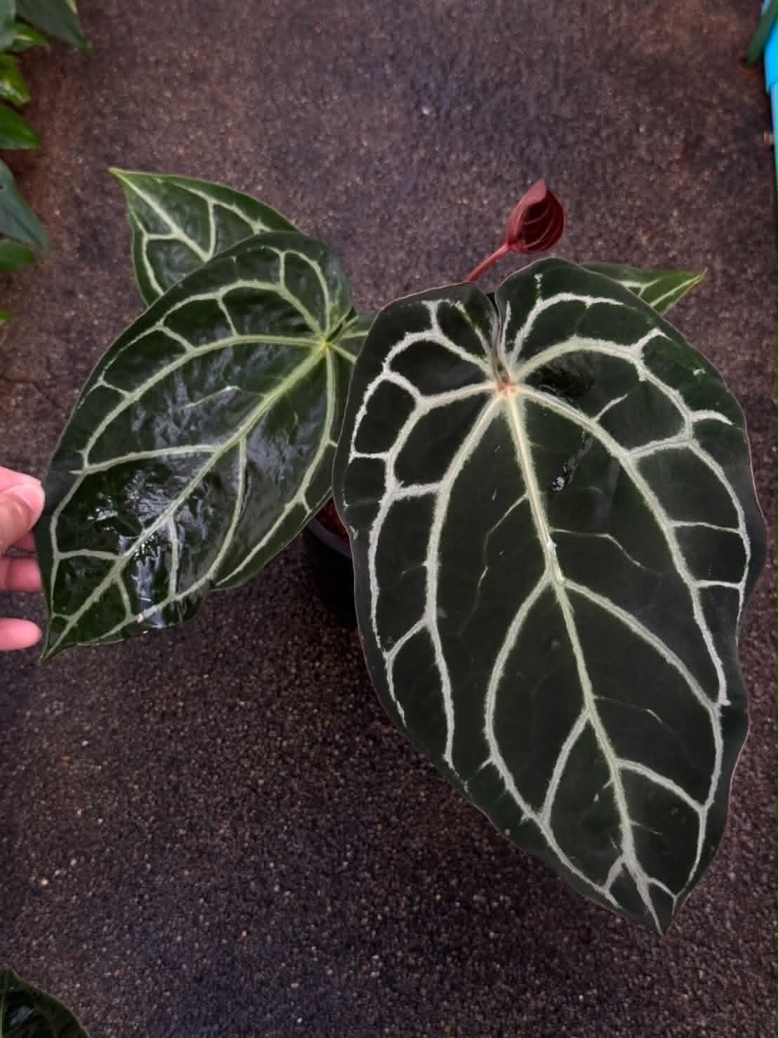 Anthurium Red Crys x Red Crys (Red Emergent) Mutation