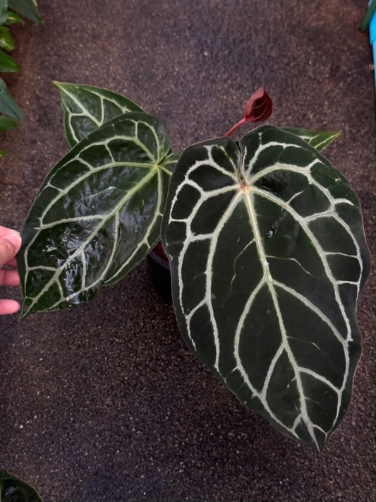 Anthurium Red Crys x Red Crys (Red Emergent) Mutation