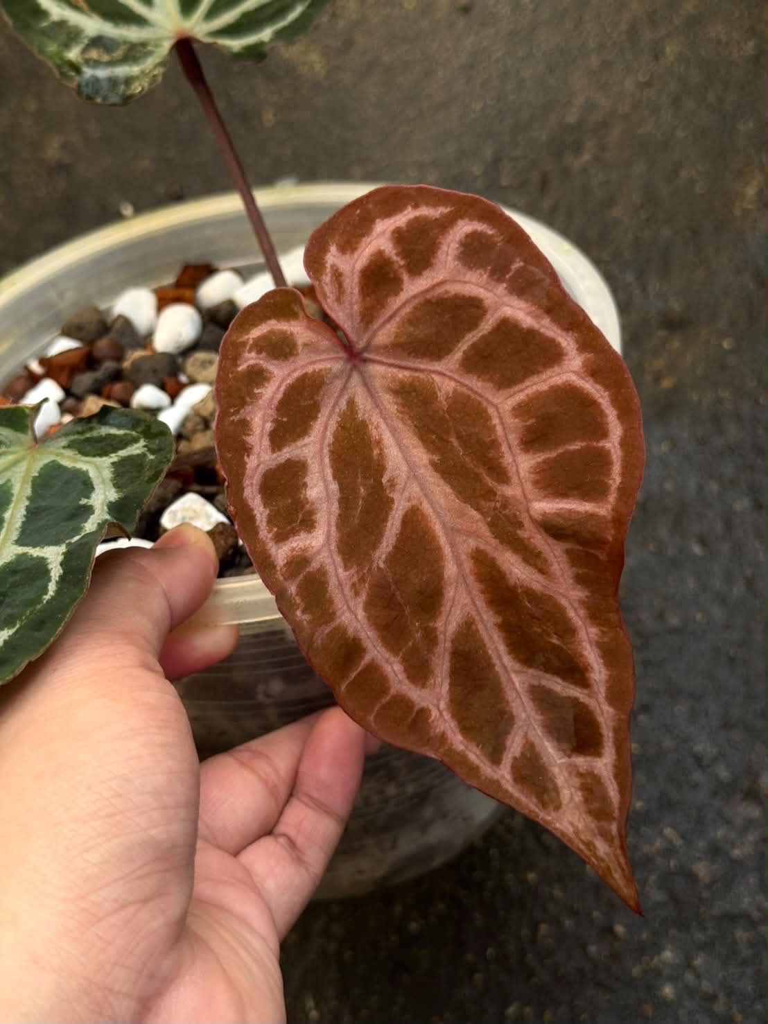Anthurium RL Self Dwane (Cutting)