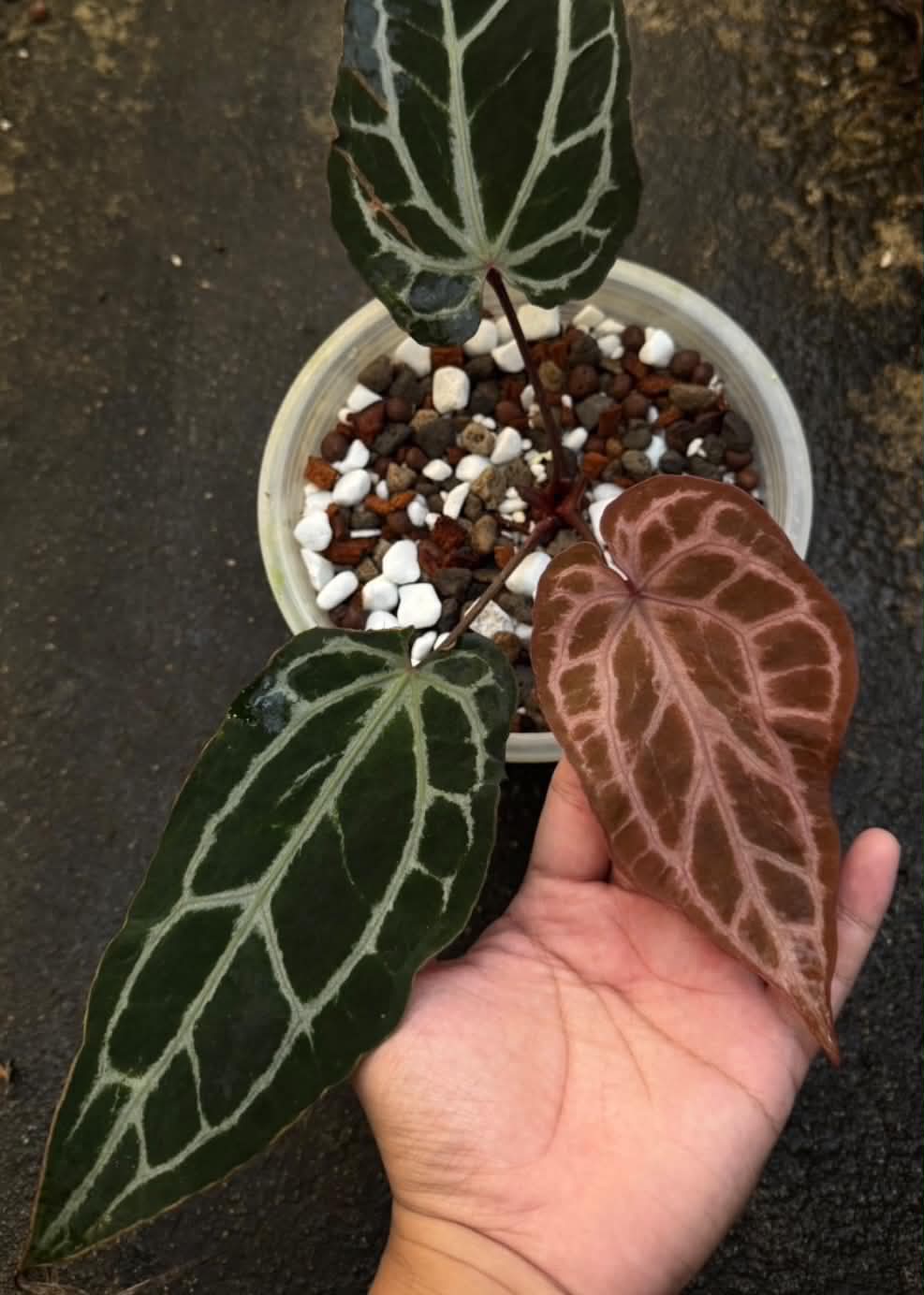 Anthurium RL Self Dwane (Cutting)