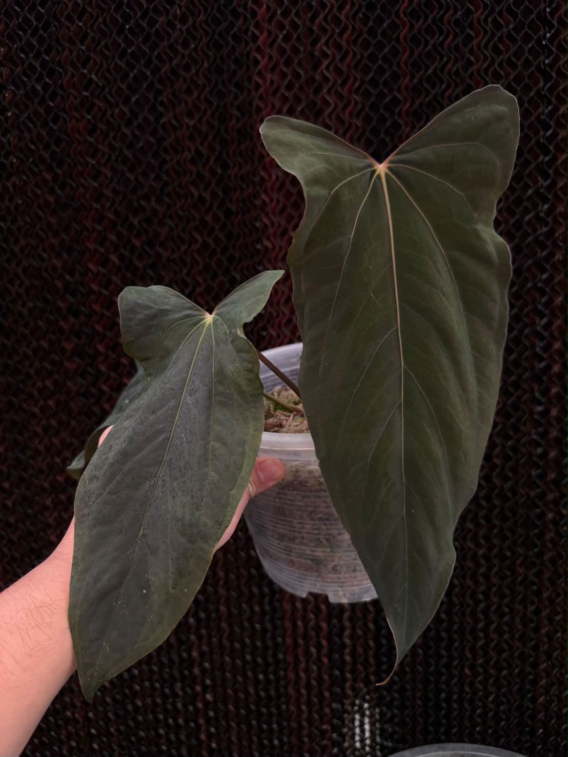 Anthurium Pallidiflorum 'Guayusa'