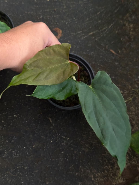 Anthurium Pallidiflorum 'Guayusa'