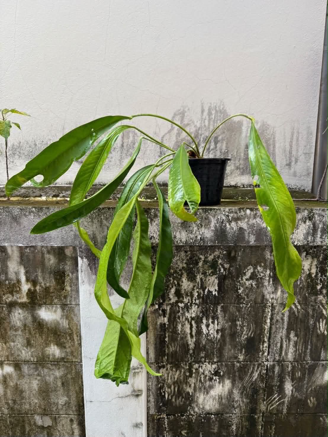 Anthurium Pap x RL
