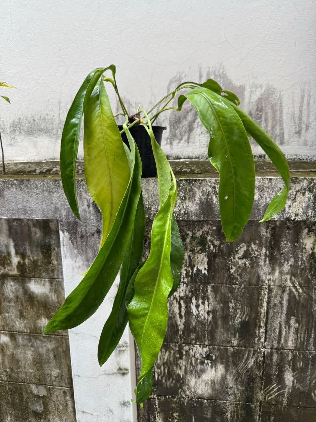 Anthurium Pap x RL