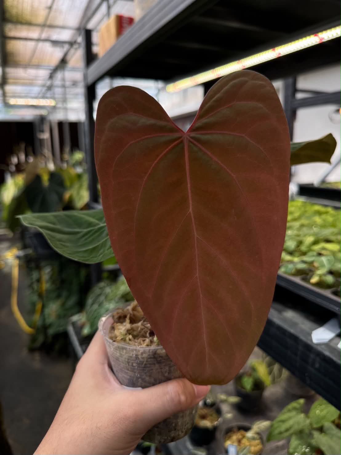 Anthurium RVDP x Luxurians (Dark Form & Long Form)