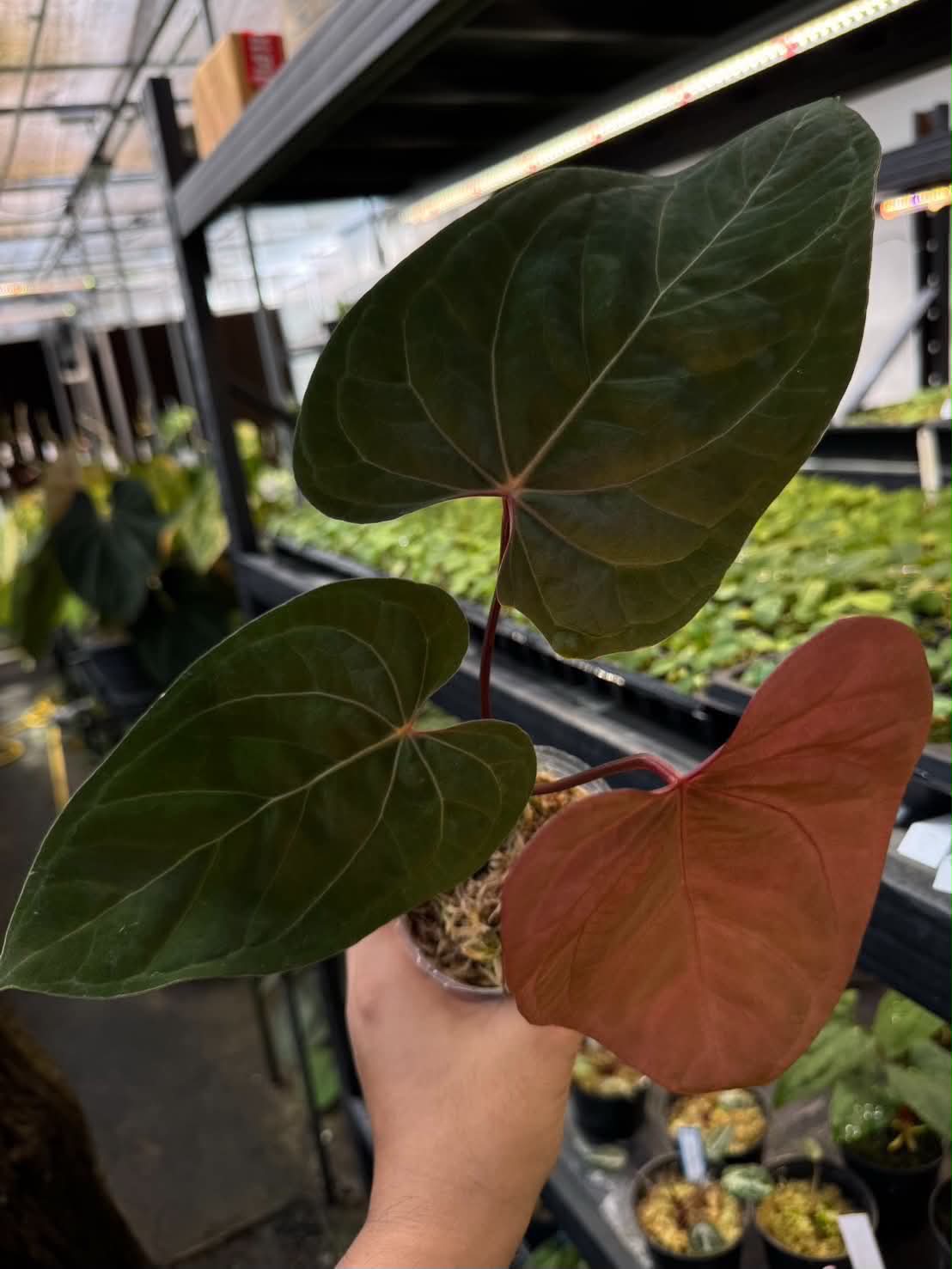 Anthurium RVDP x Luxurians (Dark Form & Long Form)