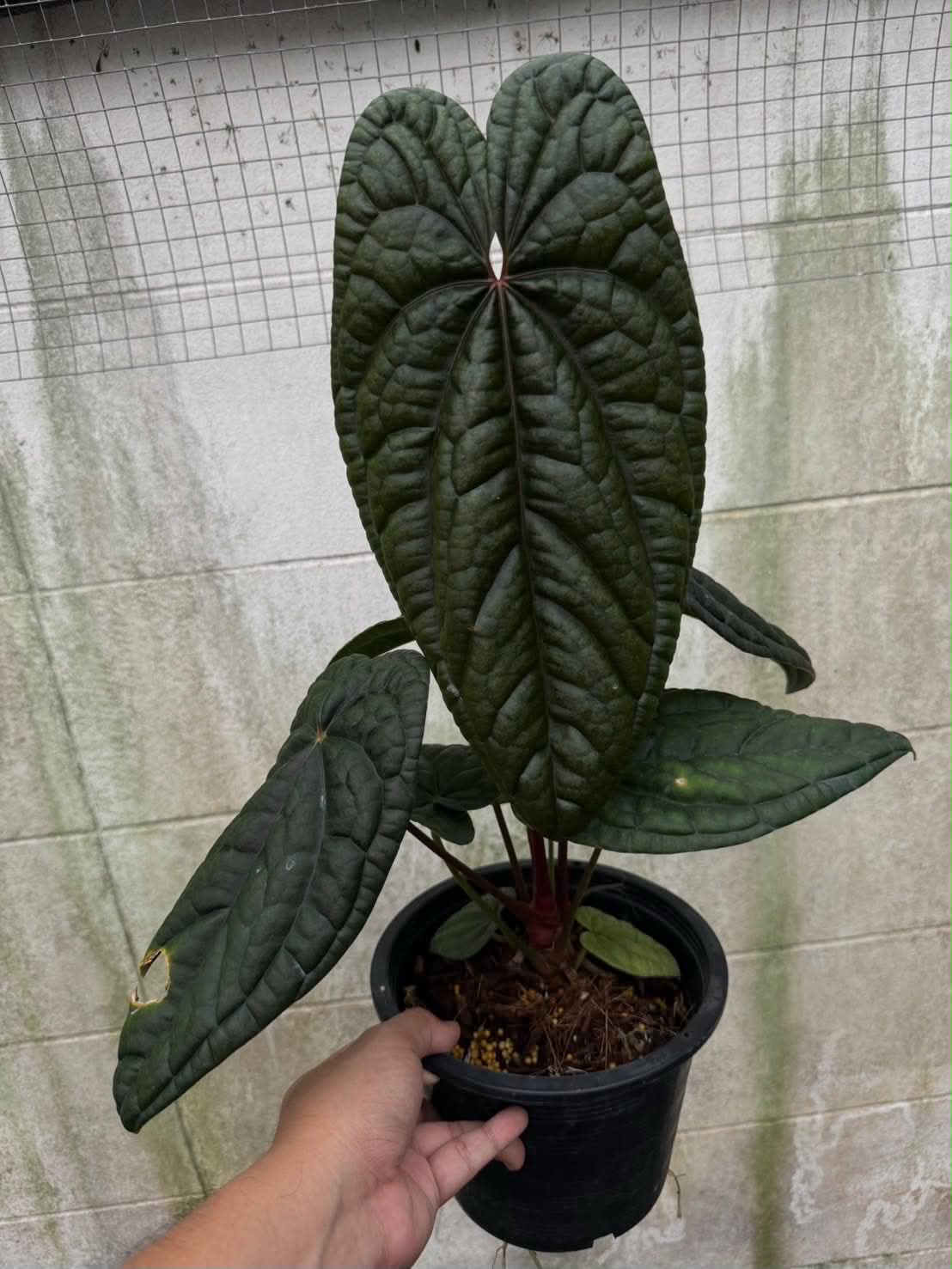Anthurium RL Self x BVEP Tezula