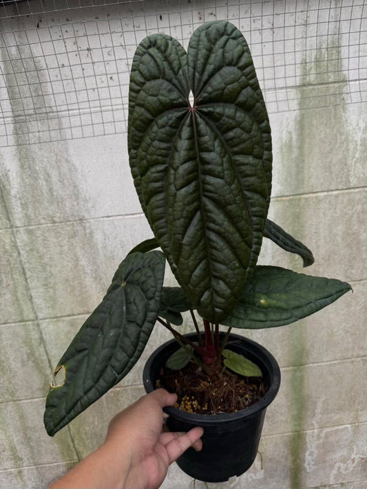 Anthurium RL Self x BVEP Tezula