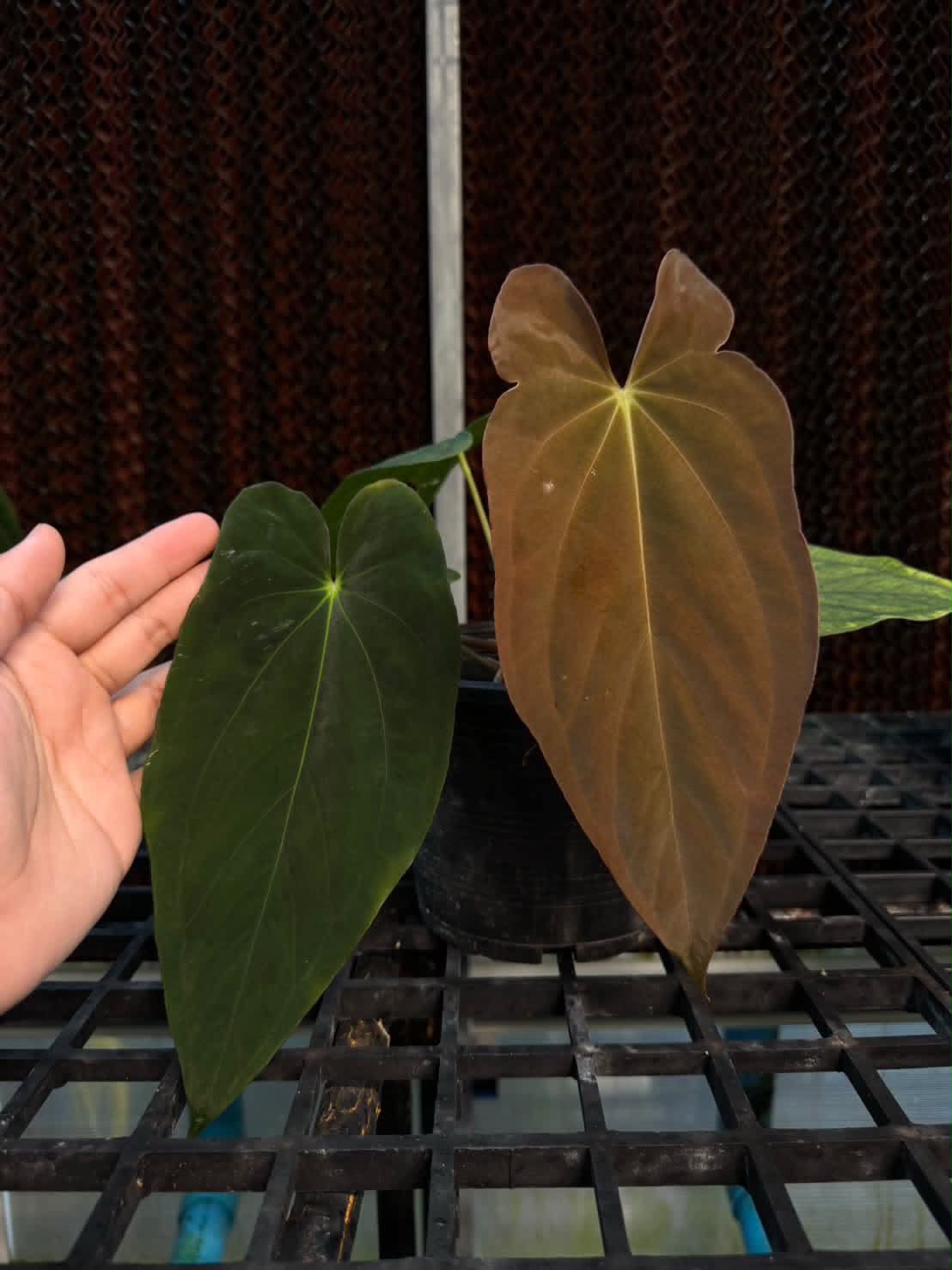 Anthurium RLFS from Dwane