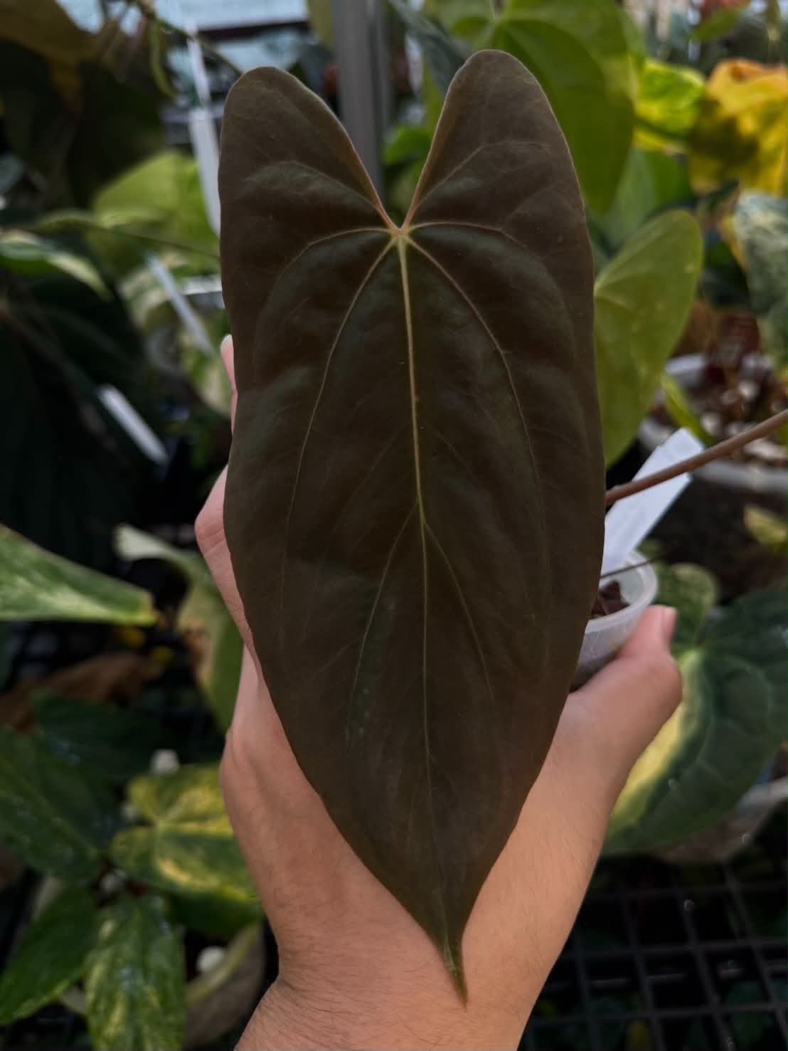 Anthurium Forgetii