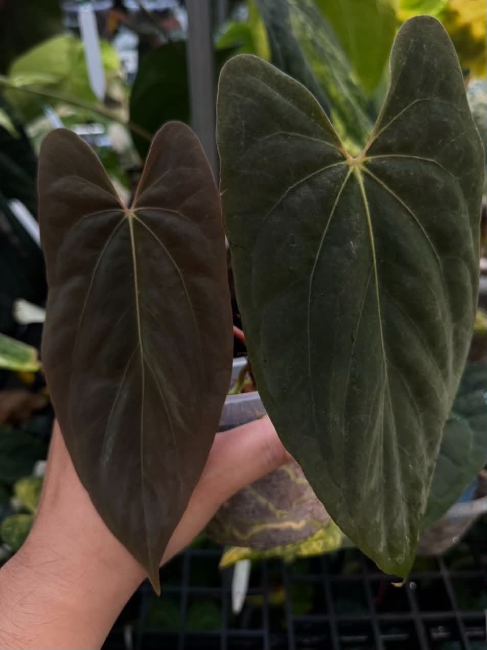 Anthurium Forgetii