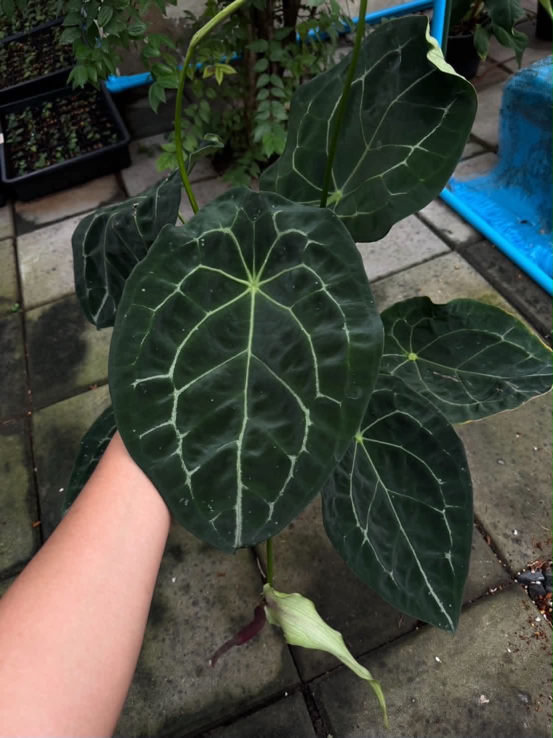 Anthurium RVDP x Luxurians (Variegated)