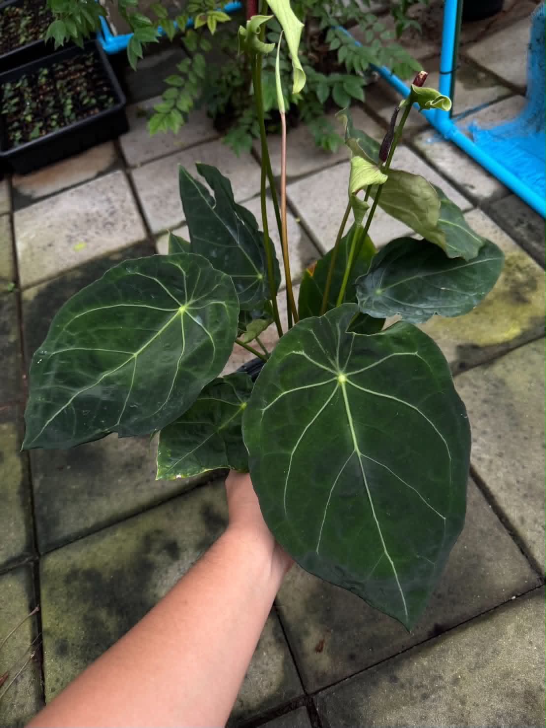 Anthurium RVDP x Luxurians (Variegated)
