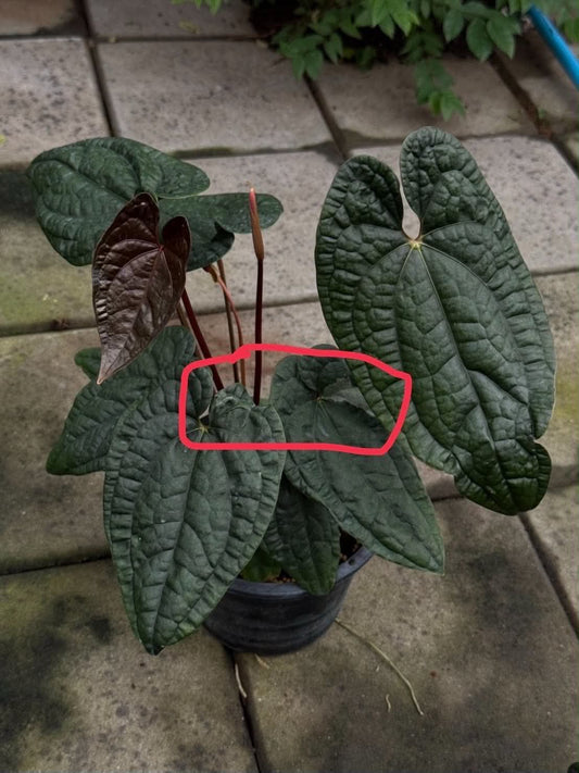 Anthurium RVDP x Luxurians (Dark Form)