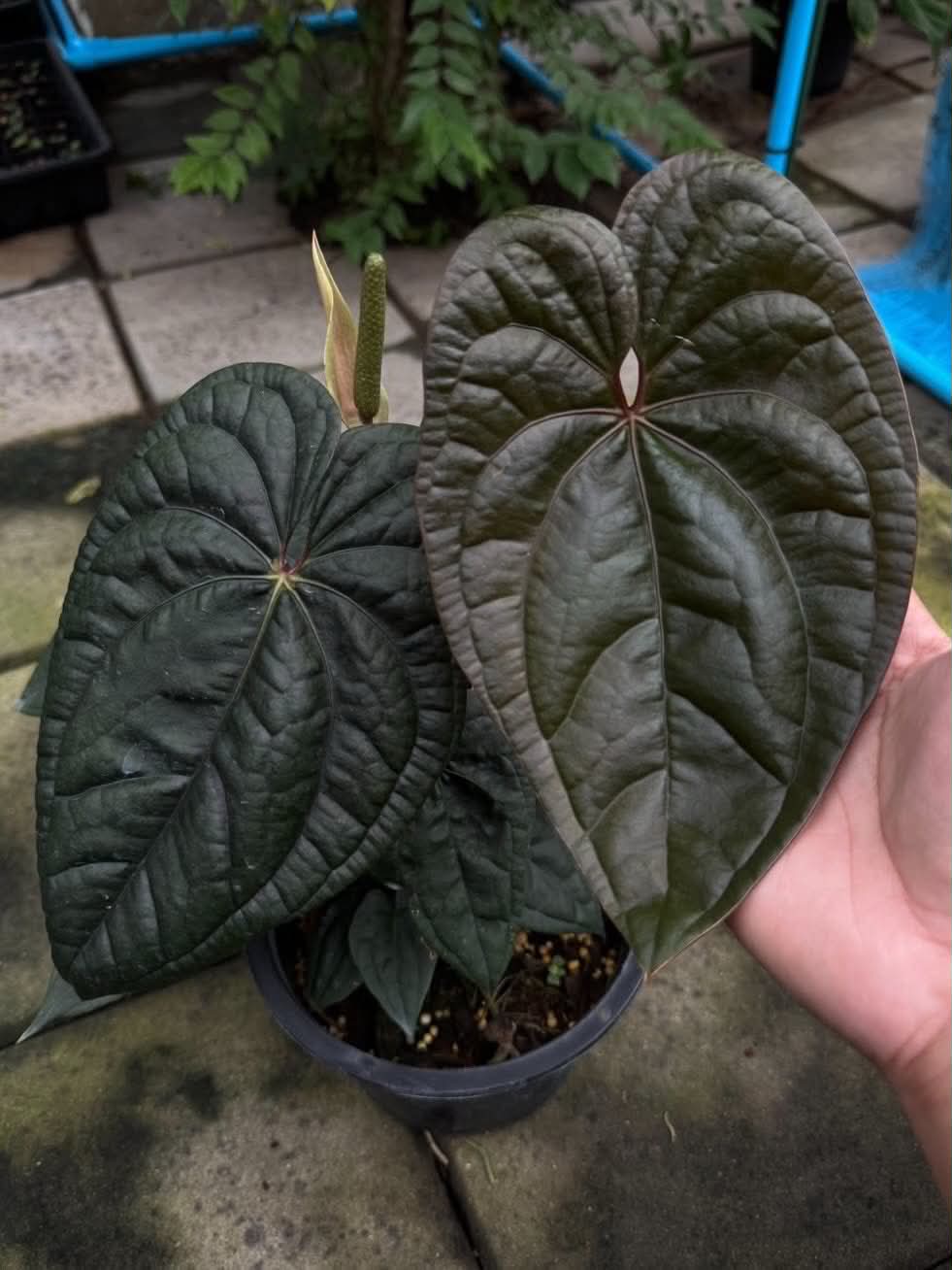 Anthurium RVDP x Luxurians (Dark Form)