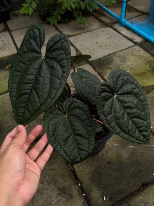 Anthurium Dressleri x (Carla x Dress)