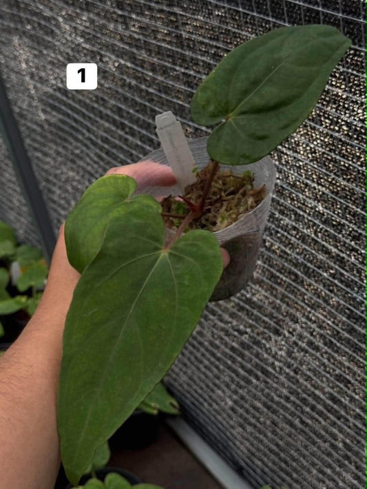 Anthurium Pap var. x Black Widow 13x43