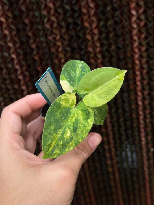 Anthurium Forgetii var. x (Red Velvet Cake x Zara)