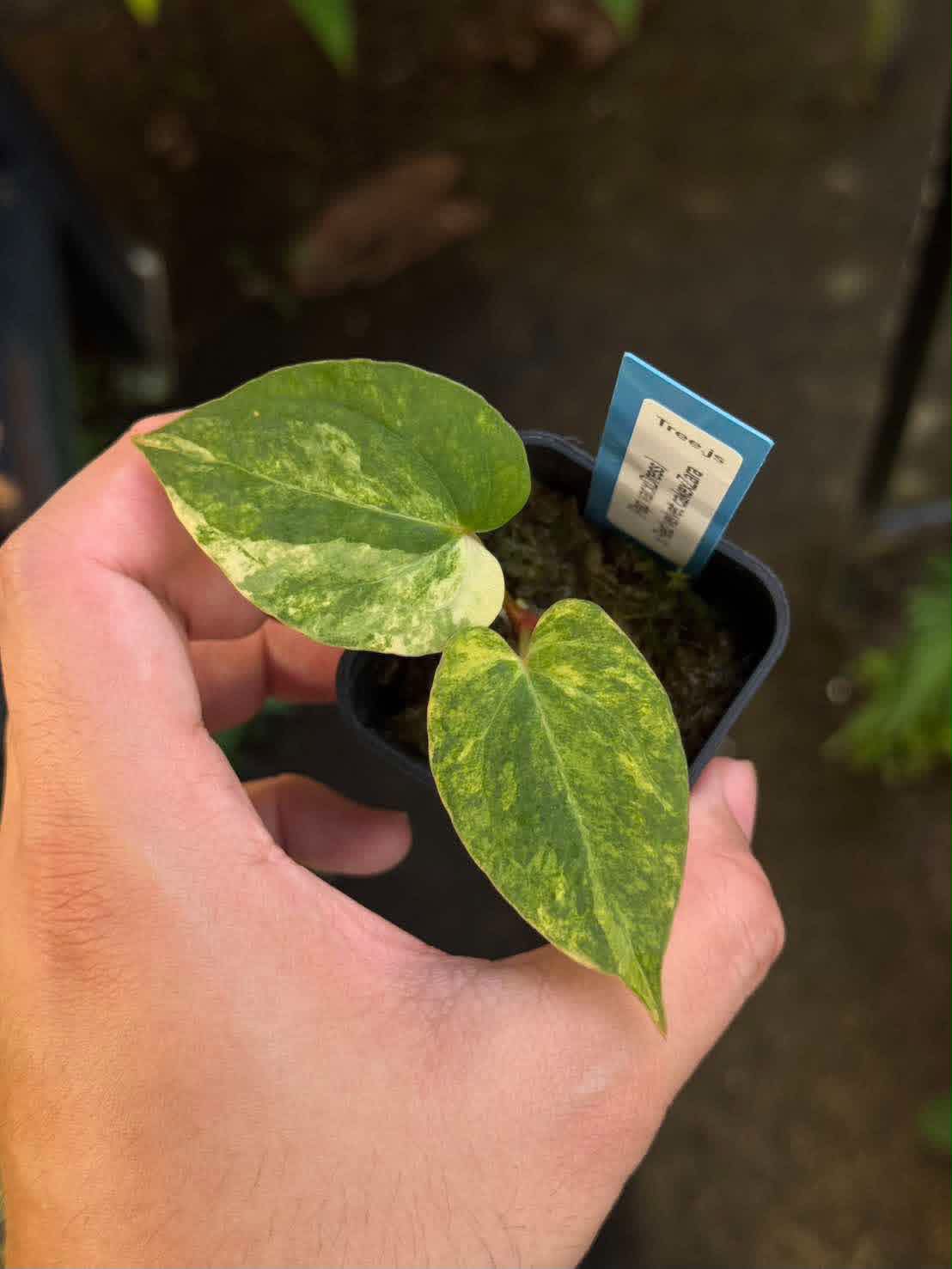 Anthurium Pap var. x Michelle