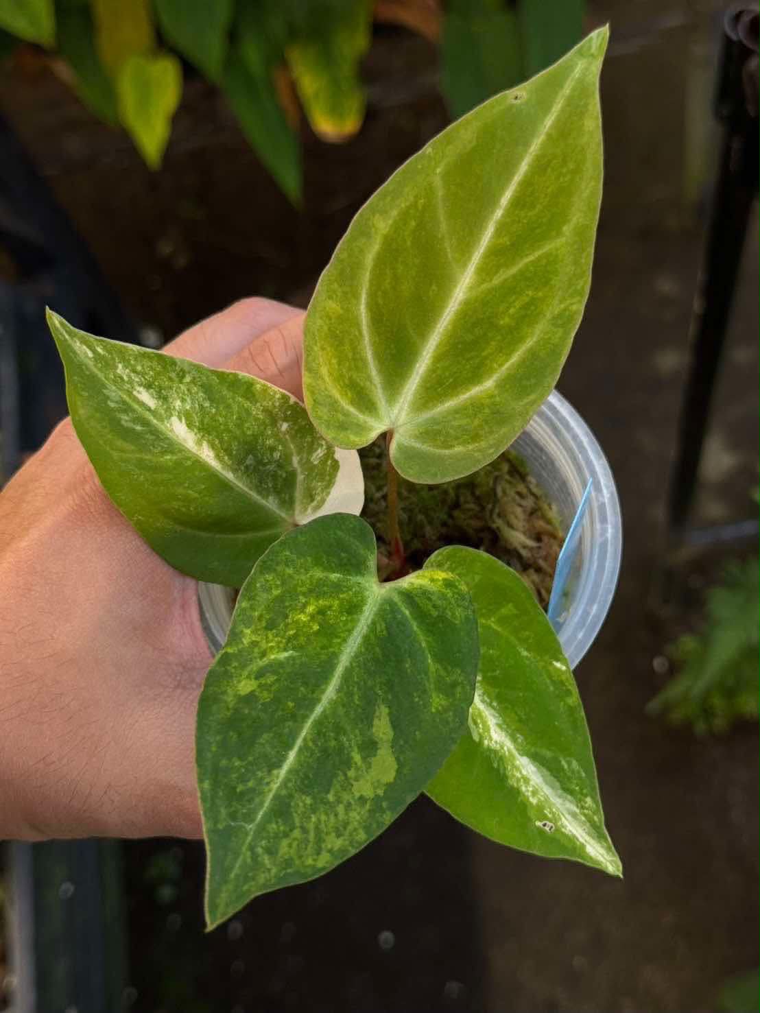 Anthurium Pap var. x Michelle
