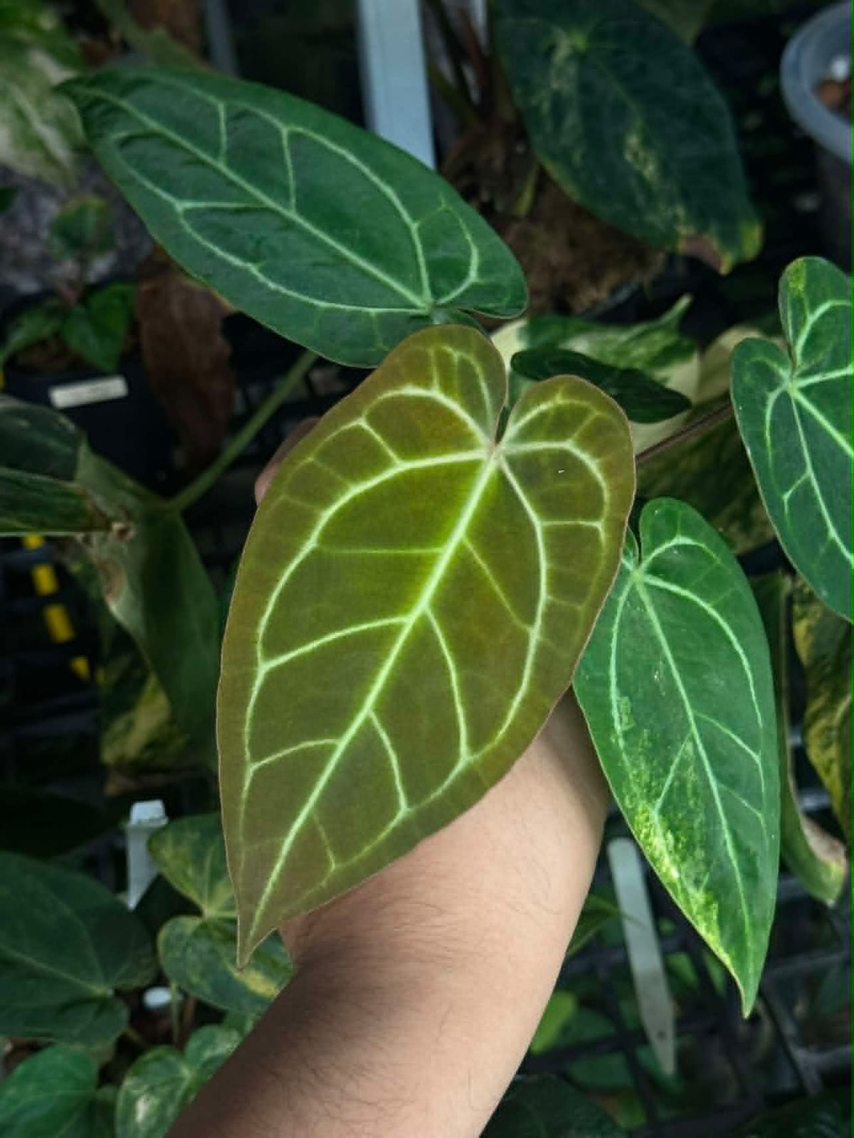 Anthurium Pap var. x Michelle