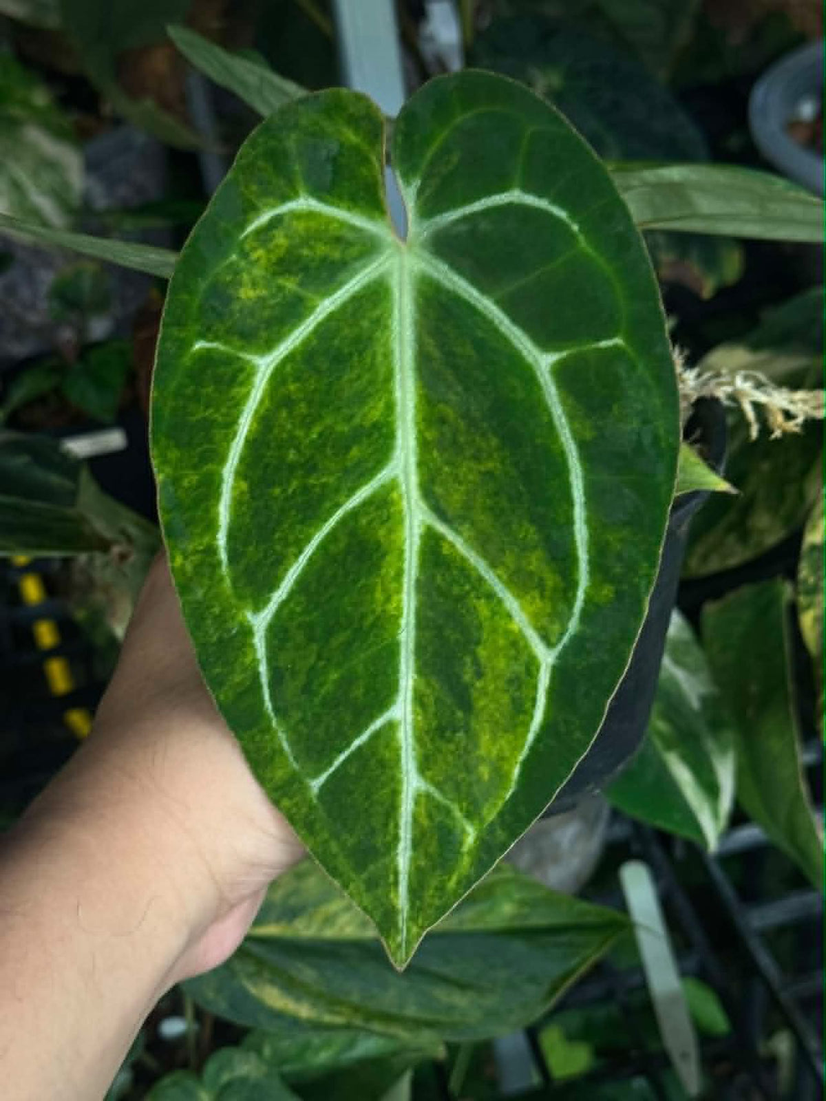 Anthurium (Pap var. x AOS) x (Red Velvet Cake x Zara)