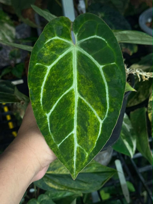Anthurium (Pap var. x AOS) x (Red Velvet Cake x Zara)