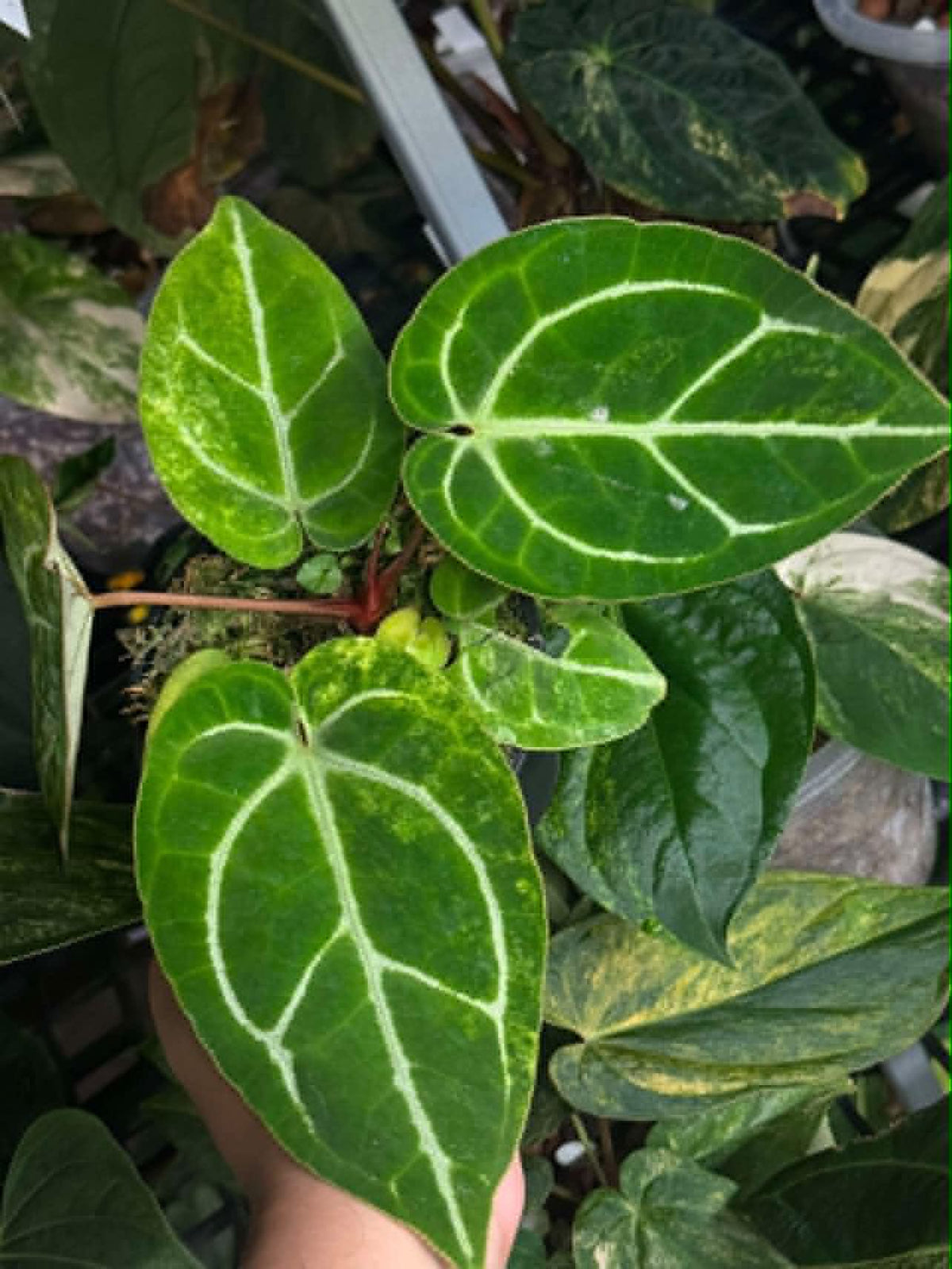 Anthurium (Pap var. x AOS) x (Red Velvet Cake x Zara)