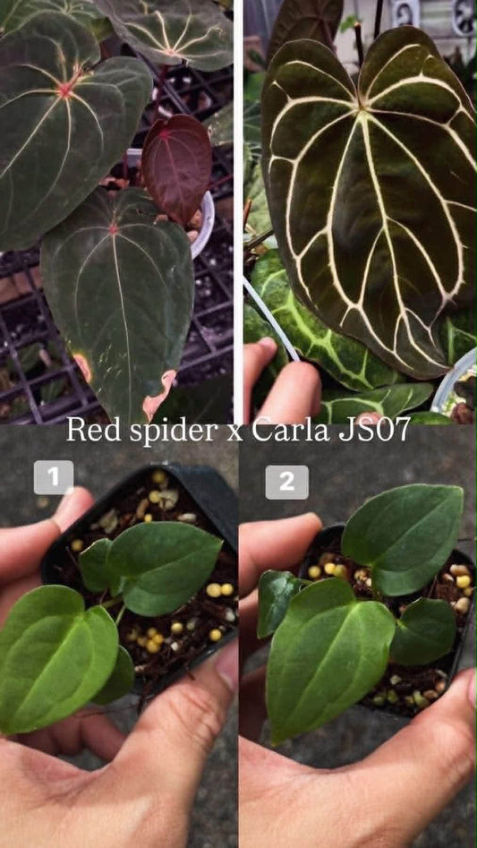 Anthurium Red Spider x Carlablackiae