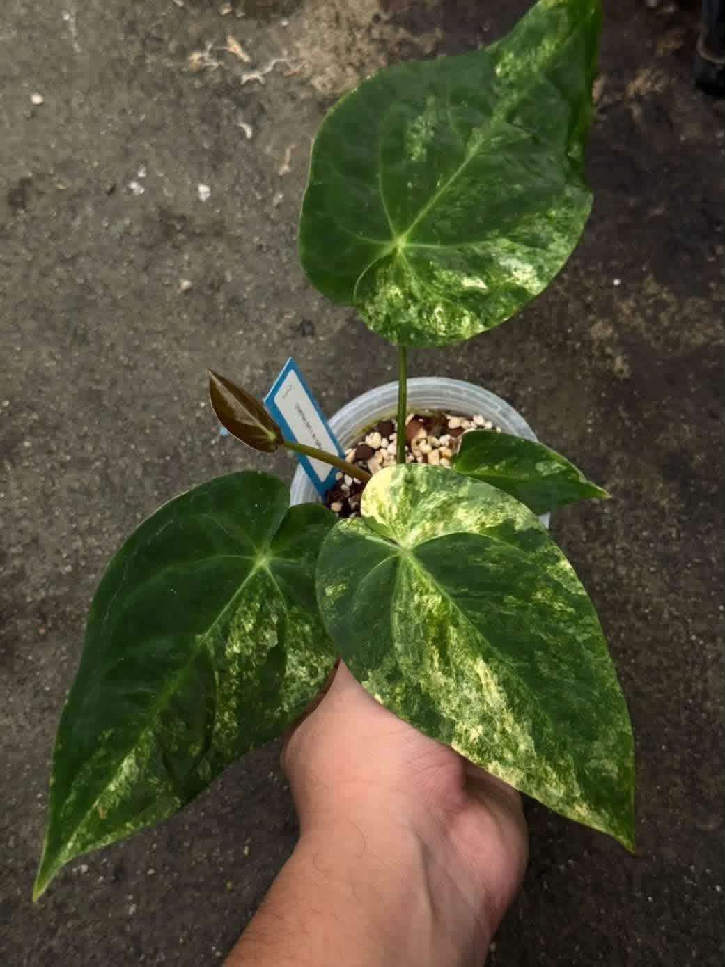Anthurium Pap var. x Pap
