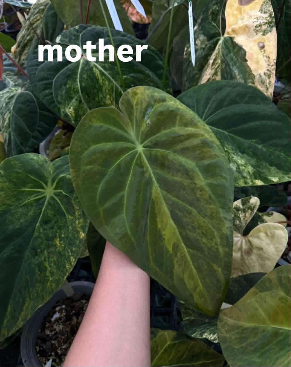 Anthurium Pap var. x Pap