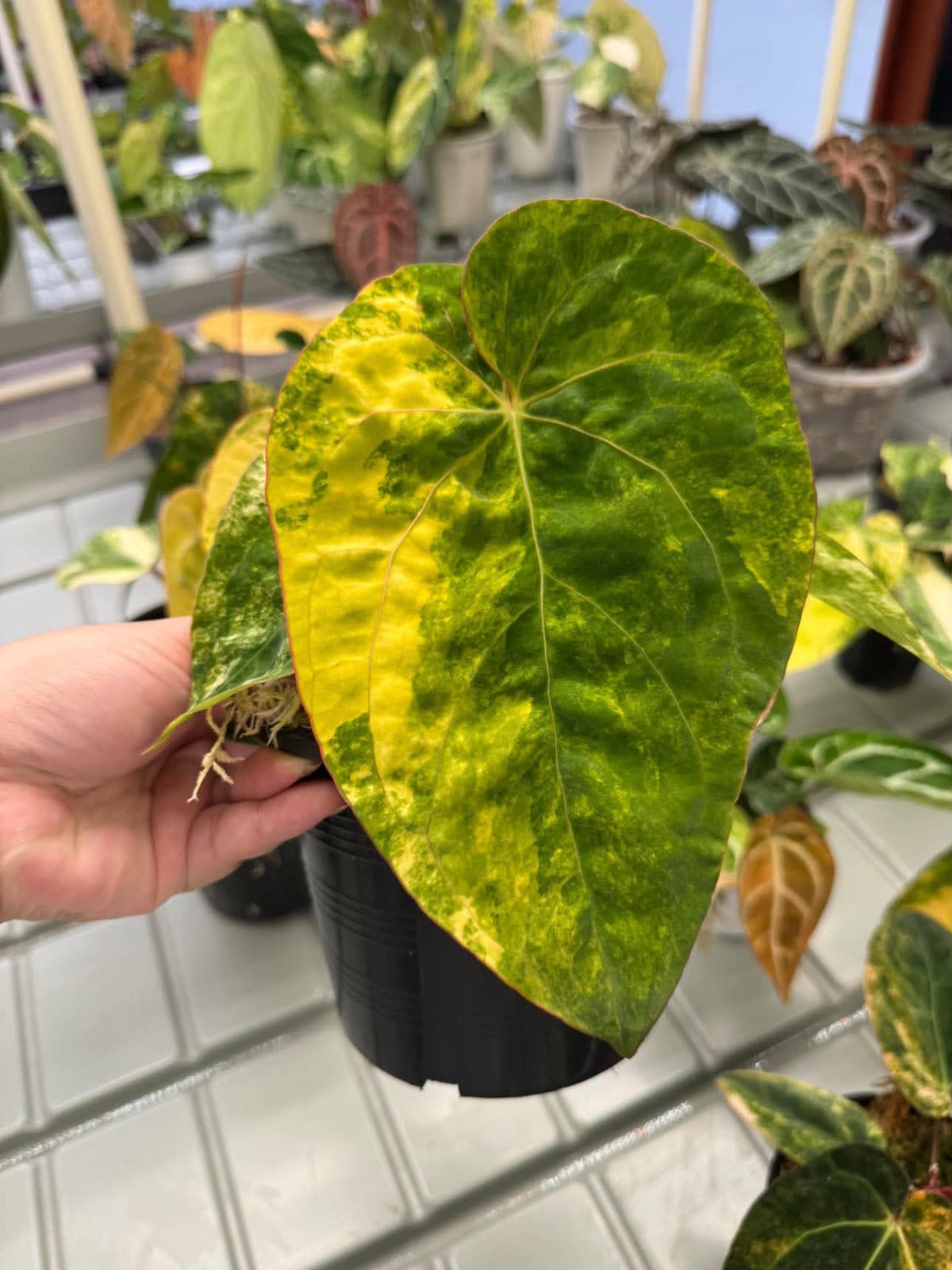 Anthurium Pap var. x Michelle
