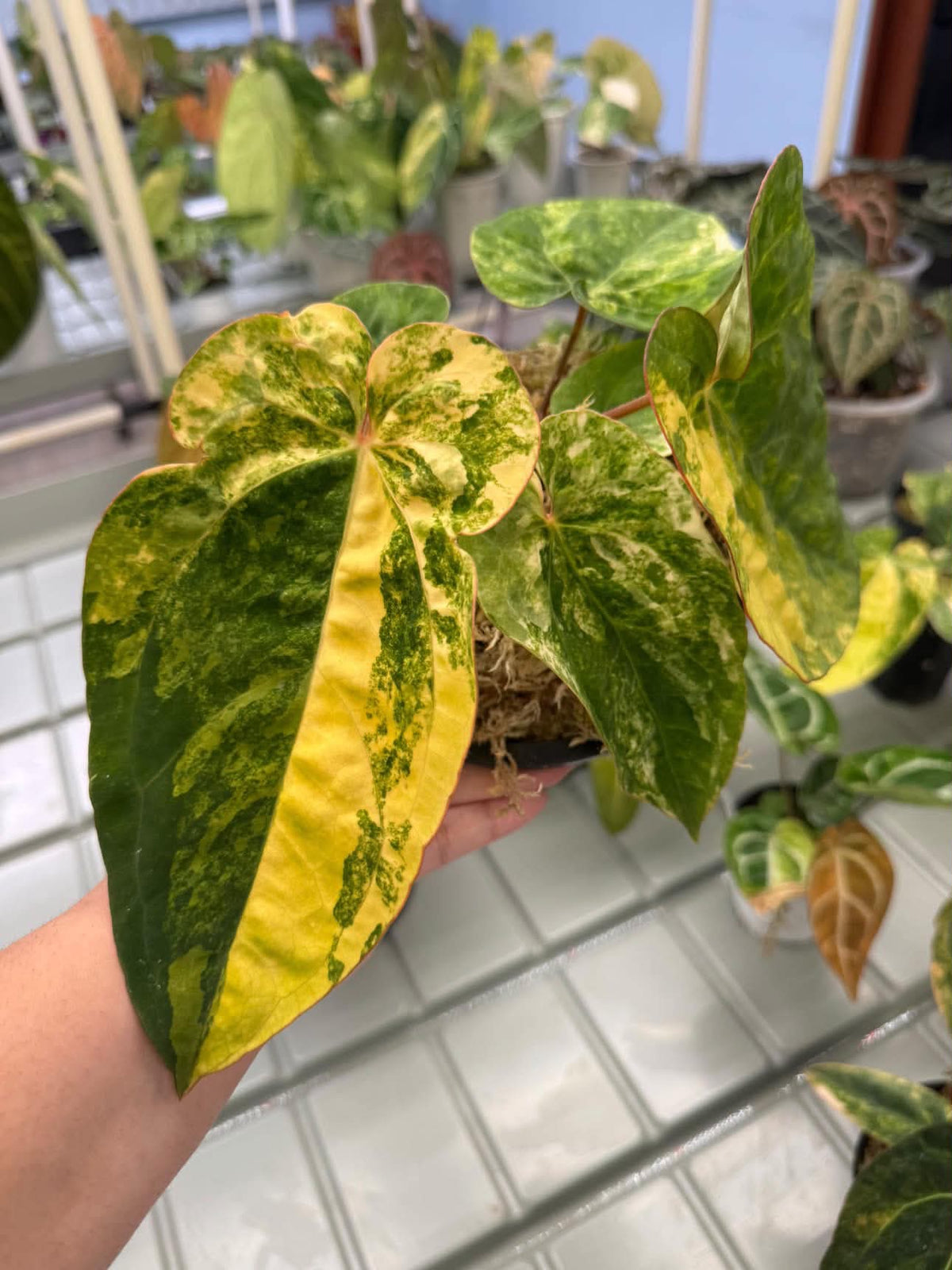 Anthurium Pap var. x Michelle