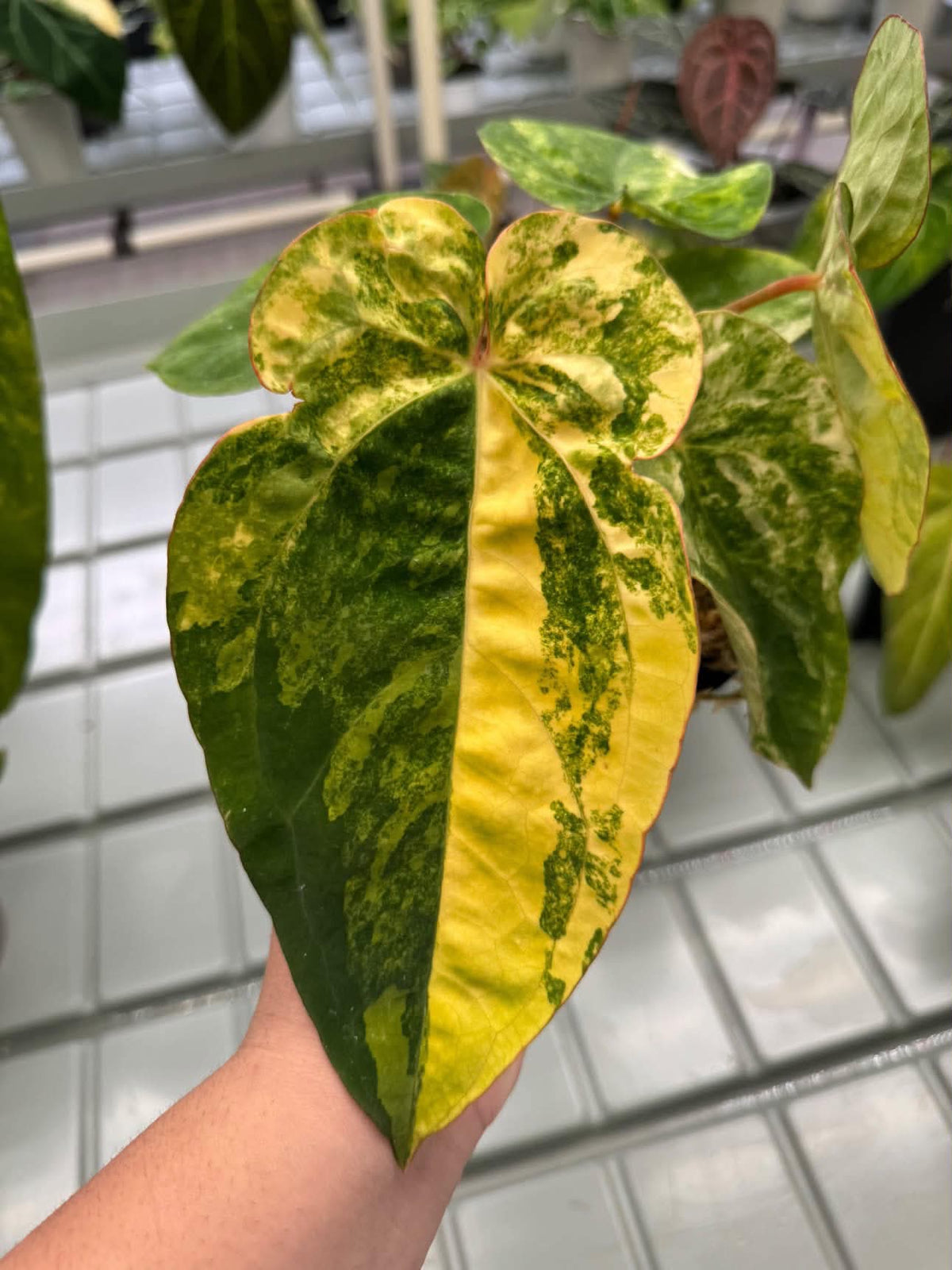 Anthurium Pap var. x Michelle
