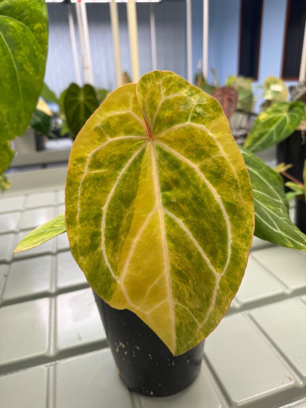 Anthurium (Pap var. x Waroc) x (Red Velvet Cake x Zara)