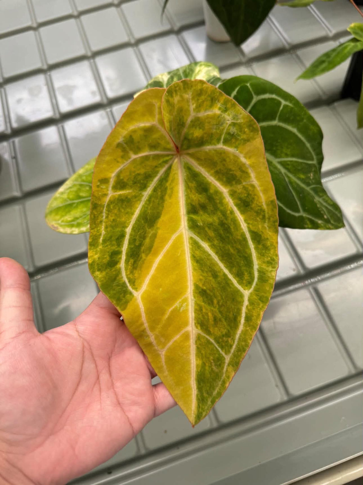 Anthurium (Pap var. x Waroc) x (Red Velvet Cake x Zara)