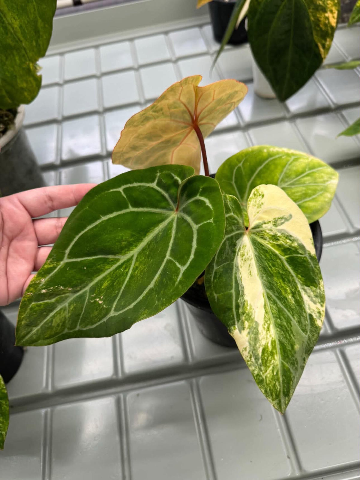Anthurium (Pap var. x Waroc) x (Red Velvet Cake x Zara)