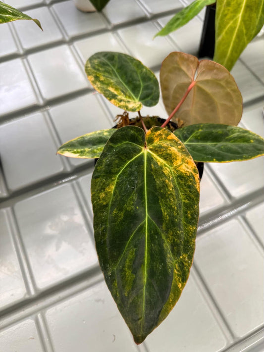 Anthurium Pap var. x (Red Velvet Cake x Zara) 'Mint'