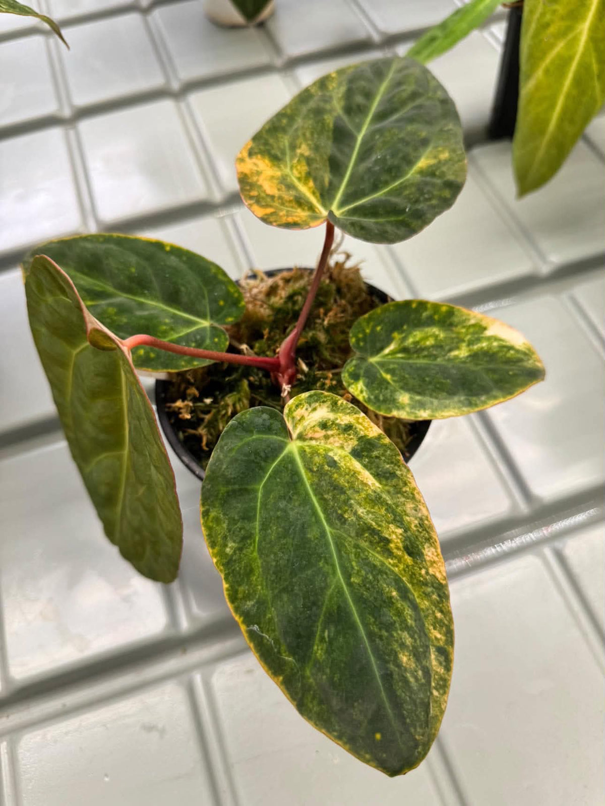 Anthurium Pap var. x (Red Velvet Cake x Zara) 'Mint'