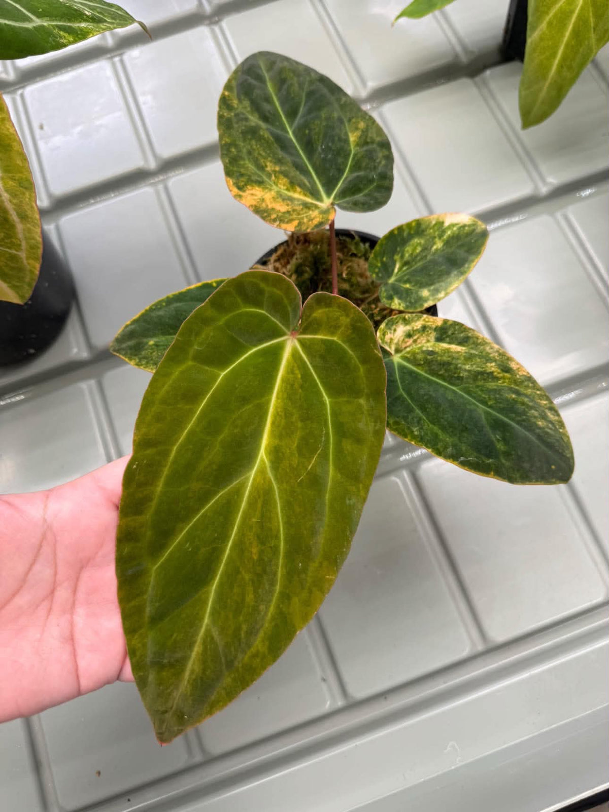 Anthurium Pap var. x (Red Velvet Cake x Zara) 'Mint'
