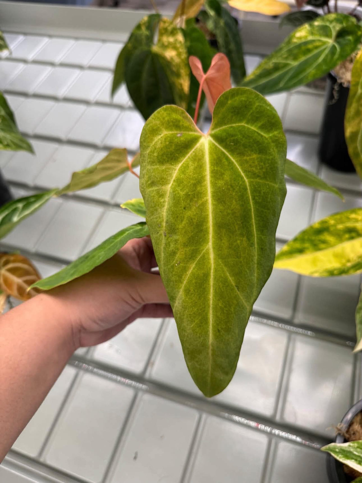 Anthurium Pap var. x Michelle