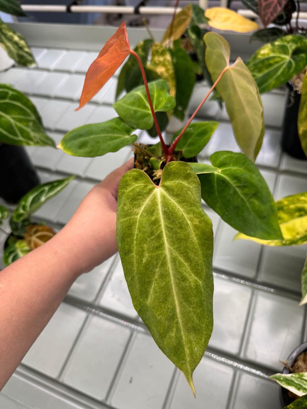 Anthurium Pap var. x Michelle