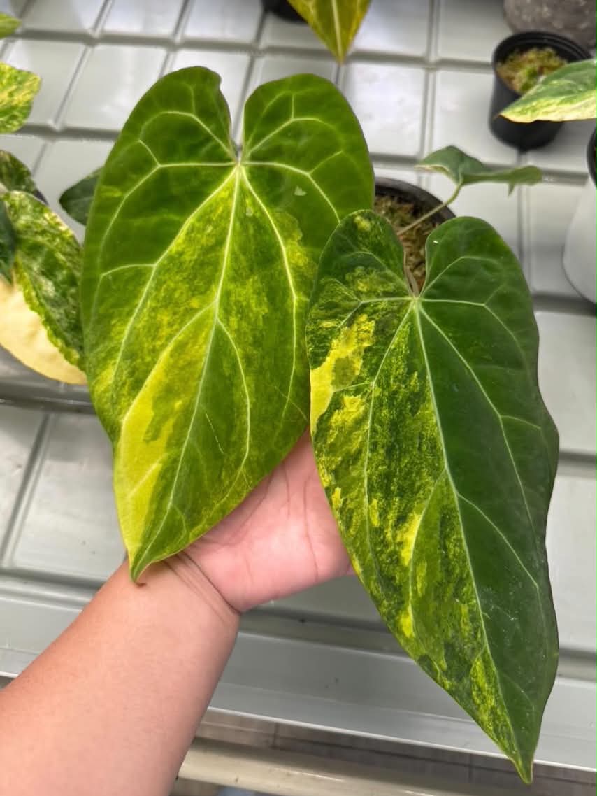 Anthurium (Pap var. x Dress) x Fort Sherman