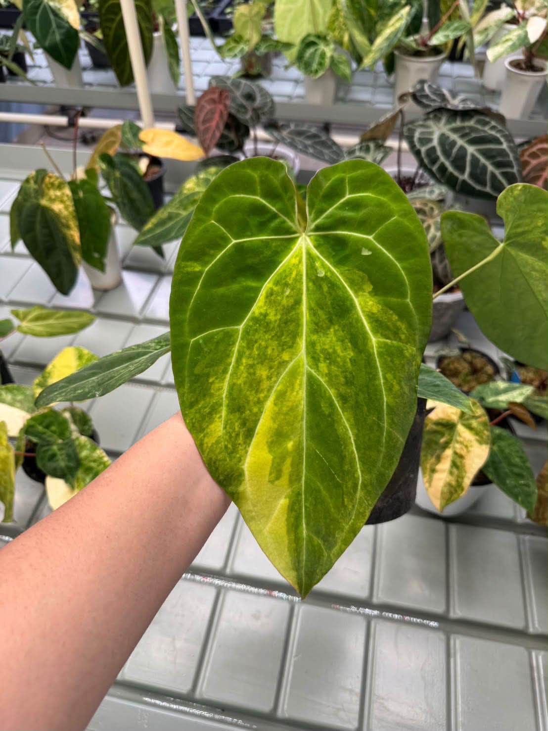 Anthurium (Pap var. x Dress) x Fort Sherman
