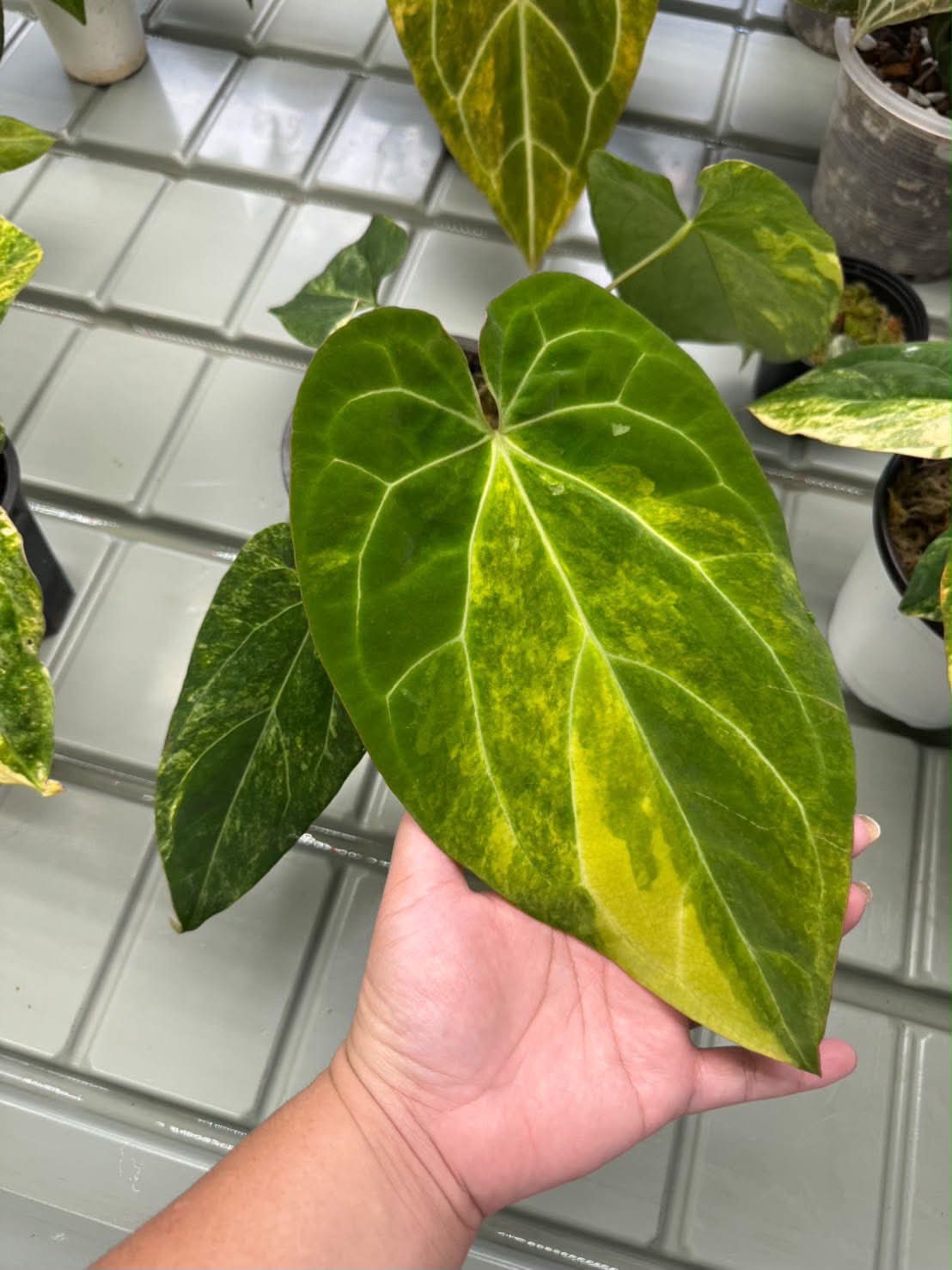 Anthurium (Pap var. x Dress) x Fort Sherman