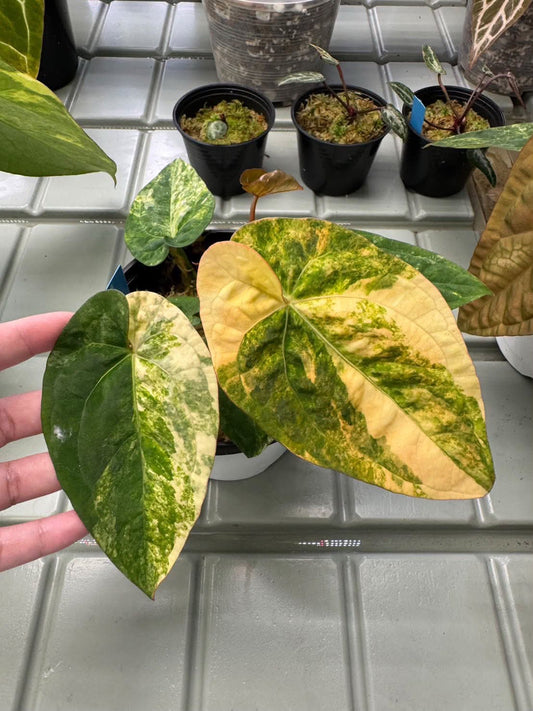 Anthurium Pap var. x Chocolate x RC