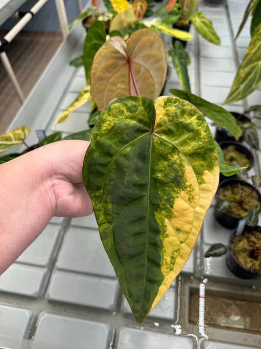 Anthurium Pap var. x Red Velvet Cake x Zara