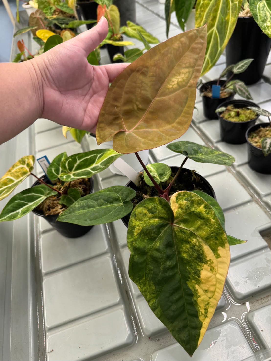 Anthurium Pap var. x Red Velvet Cake x Zara