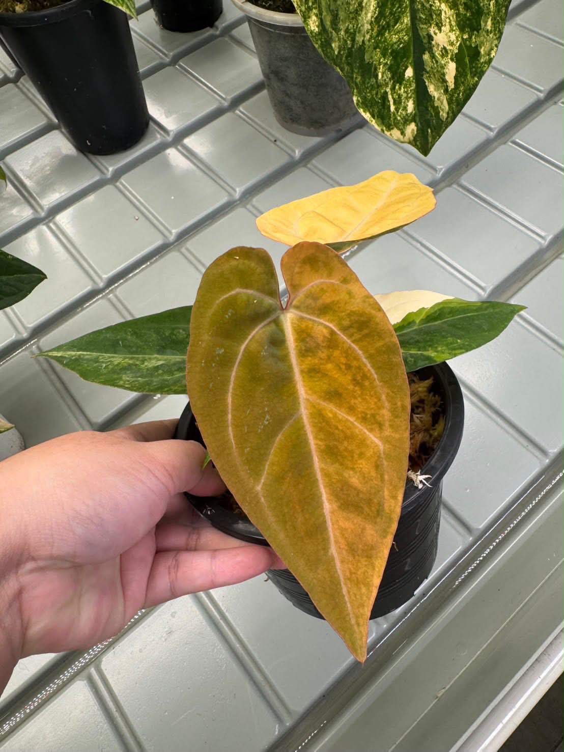 Anthurium (Pap var. x Dress) x (Red Velvet Cake x Zara)
